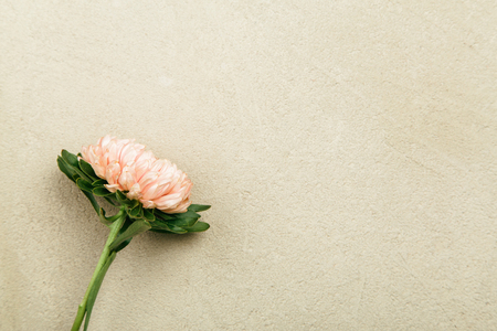 One orange aster on grey background in studio, flower background with copy space, selective focus, top viewの写真素材