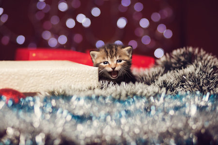 Mewing kitten sitting on Christmas gift