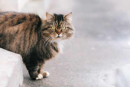 Serious cat walking at the streetの写真素材