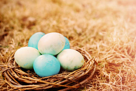 Painted Easter eggs in the nestの写真素材