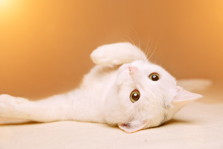 White domestic cat lying on its back, copy spaceの写真素材