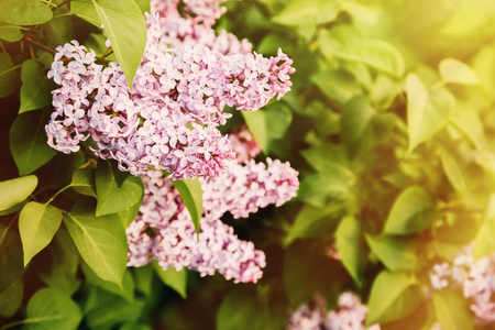Pink lilac bush in sunset in springの写真素材