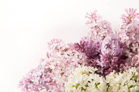 Purple and pink lilac flowers on white backgroundの写真素材