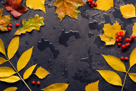 Wet yellow leaf of ash, maple, oak and birch after the rain on the dark textured background with drops, copy space. Autumn frameの写真素材