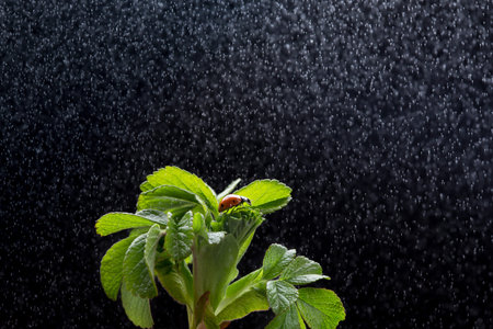 Mysterious photo of ladybug under the rain