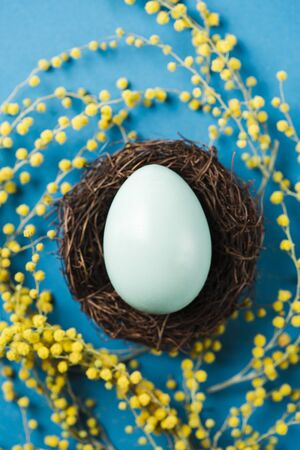 Painted egg in nest with yellow mimosa flowers on blue background. Easter concept. Copy spaceの写真素材