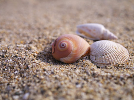 Sea shells on the beach