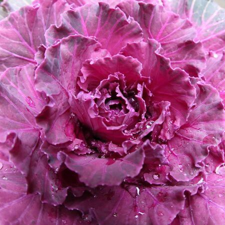 Red leaf buttonの写真素材