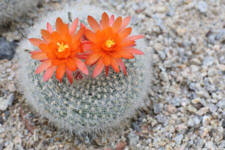 Cactus flowerの写真素材