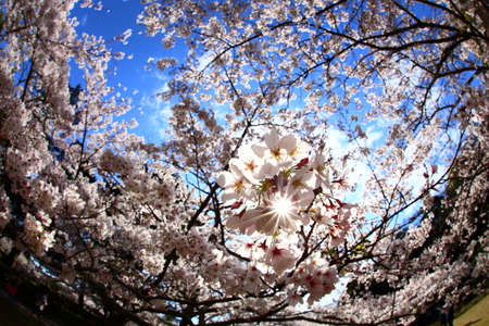 Sunshine and Cherry Blossomsの写真素材