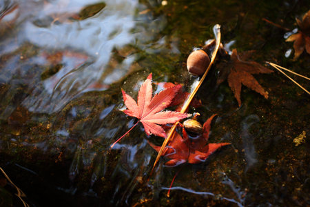 Red leaves floating on the surface of the waterの写真素材