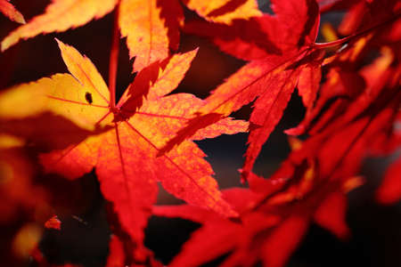 Maple with autumn leavesの写真素材