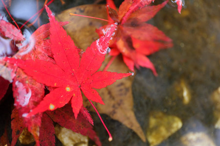 Autumn leaves in the water. Japanese maple leaf in autumn.