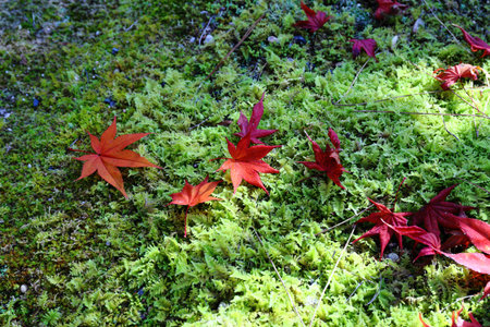 Red maple leaves on the moss in the autumn garden, Japan.