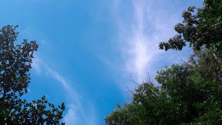 Tree and sky beauty in Natureの写真素材