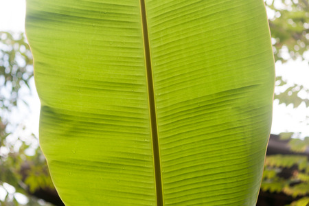 banana leaf texture backgroundの写真素材