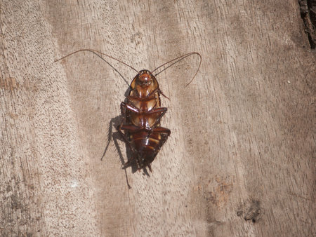 Cockroaches on wooden