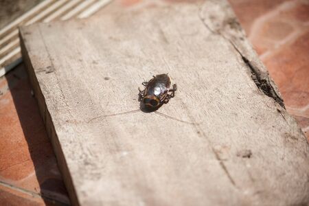 Cockroaches on woodenの写真素材