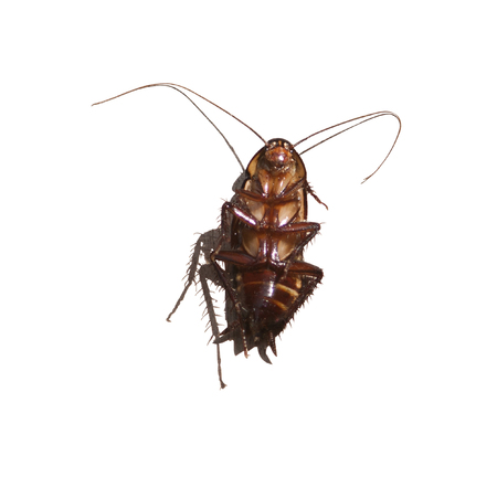 cockroach isolated on white backgroundの写真素材