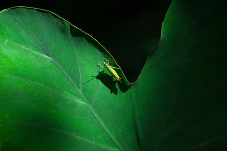 grasshopper on Leaves backgroundの写真素材