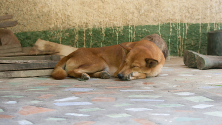 Dog sleep on a cement floor.の写真素材