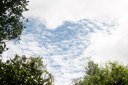 blue sky and treeの写真素材
