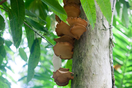 The beauty of wild mushrooms in nature