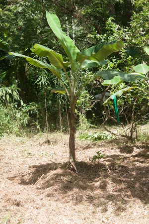 Banana tree in the gardenの写真素材