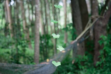 The beauty of nature in the gardenの写真素材