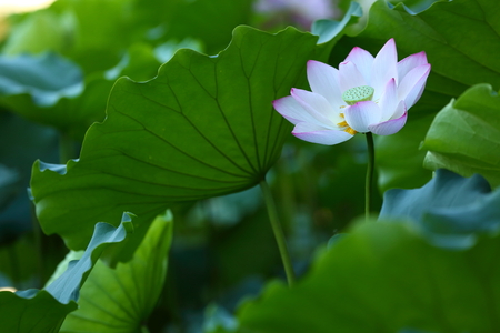 Lotusの写真素材