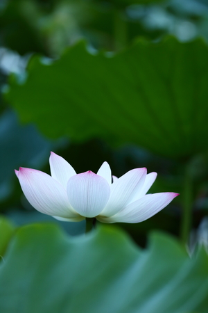 Lotusの写真素材