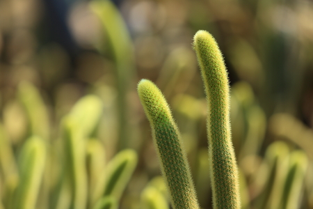 cactus close upの写真素材