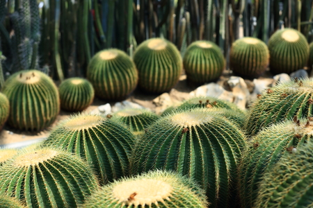 Cactus at gardenの写真素材