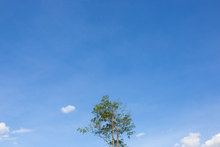 monimal trees in the blue sunny skyの写真素材
