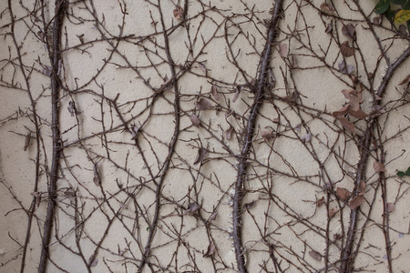 Dry creeper plant on white concrete wallの写真素材