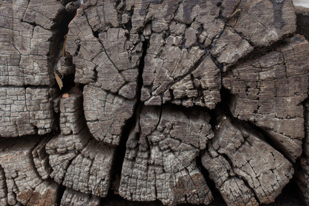 tree stumps, woods structureの写真素材