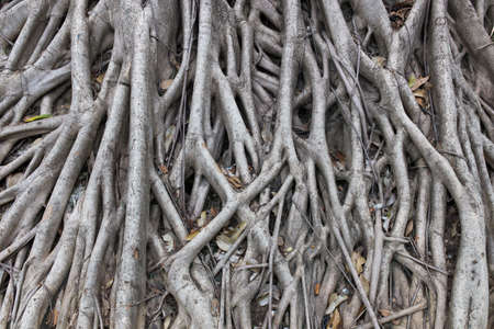 Tree roots on the ground.の写真素材