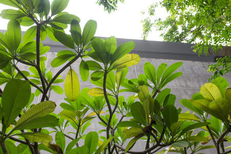 Plumeria Flower,leafの写真素材