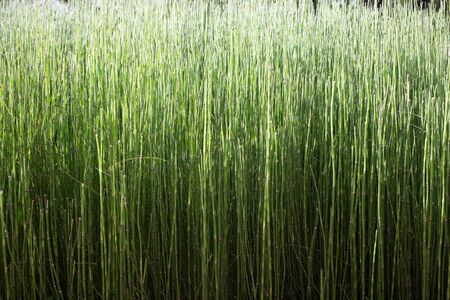 green grassの写真素材