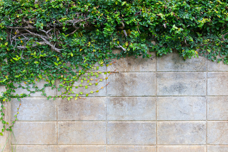 The Green Creeper Plant on a brick Wall Creates a Beautiful Backgroundの写真素材