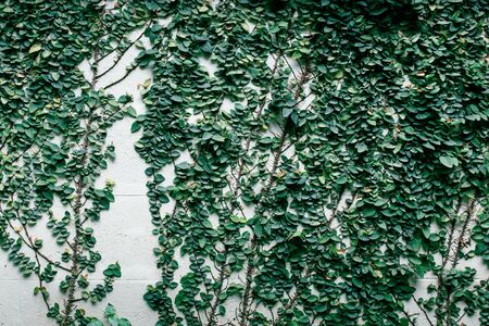 Fresh spring green leaf plant over grunge wall background.の写真素材