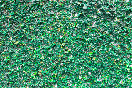 The wall brick covered by green leaves.の写真素材