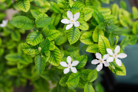 green leaf background with white flowerの写真素材