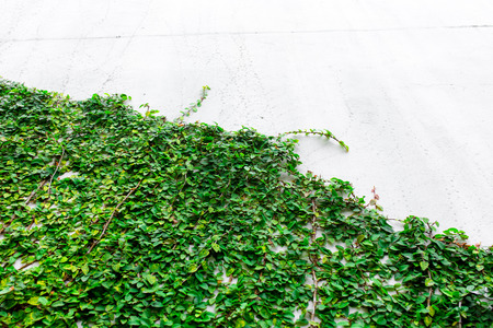 Climbing fig, Creeping fig, Creeping rubber plantの写真素材