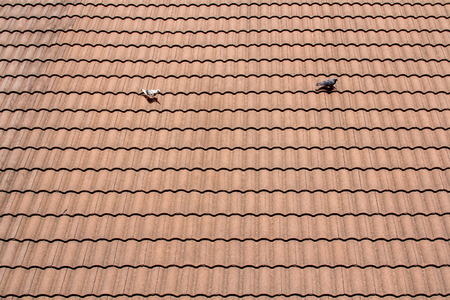 red tiles roof background,birdの写真素材
