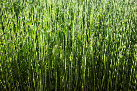 Green grass for backgroundの写真素材