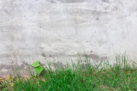 Green leaves wall for backgroundの写真素材