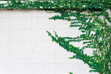 Fresh spring green leaf plant over grunge wall background.の写真素材