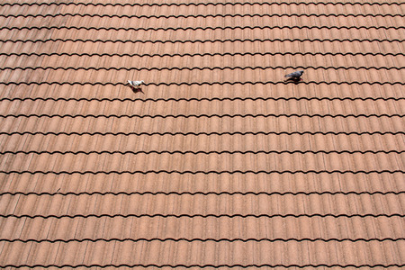 red tiles roof background,birdの写真素材