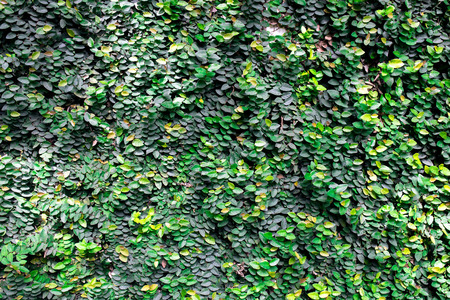 green leafs for background,の写真素材